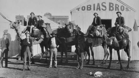 A historical picture of a group of men on camel-back
